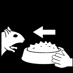 nourrir le gerbil